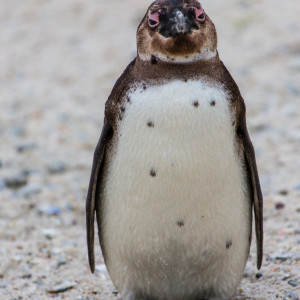 Die Pinguine am Boulders Beach Die Pinguine am Boulders Beach