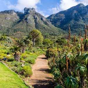 Botanischer Garten Kirstenbosch Botanischer Garten Kirstenbosch