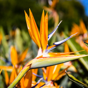 Botanischer Garten Kirstenbosch Botanischer Garten Kirstenbosch