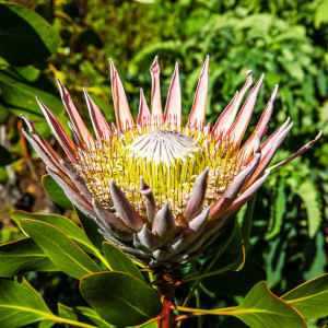 Königsprotea Königsprotea