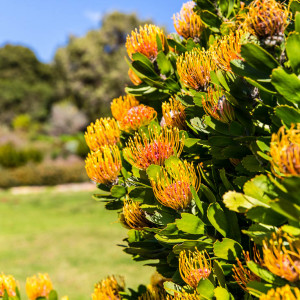 Botanischer Garten Kirstenbosch Botanischer Garten Kirstenbosch
