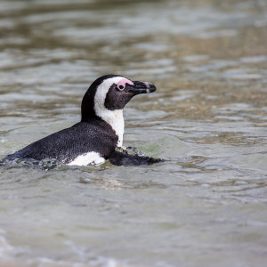 Pinguin beim Baden