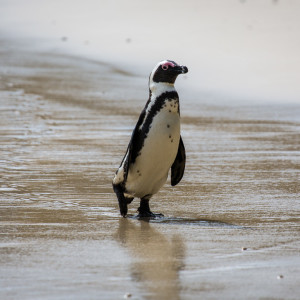 Da watschelt er am Strand entlang