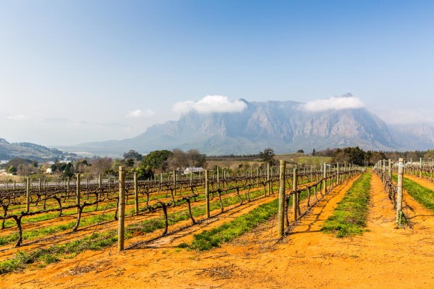 Weinstöcke auf dem Weg nach Franschhoek