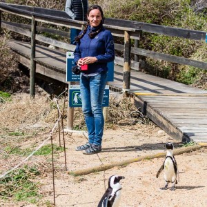 Pinguin-Empfangskomitee Pinguin-Empfangskomitee