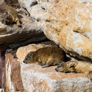 Klippschliefer am Stony Point Klippschliefer am Stony Point