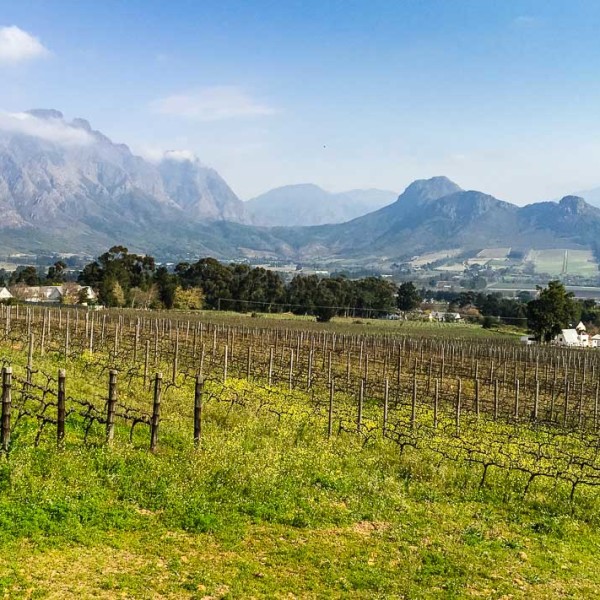 Blick über die Weinberge nähe Franschhoek