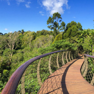 Tree Canopy Walkway Tree Canopy Walkway