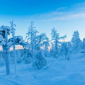 Eine unwirkliche Welt auf dem Levi Fjäll Eine unwirkliche Welt auf dem Levi Fjäll