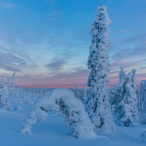 Kurz vor der Baumgrenze auf dem Levi Fjäll Kurz vor der Baumgrenze auf dem Levi Fjäll