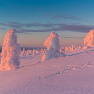 Zugeschneite Bäume auf dem Levi Fjäll Zugeschneite Bäume auf dem Levi Fjäll