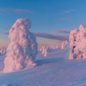 Pastellfarbene Baumskulpturen Pastellfarbene Baumskulpturen