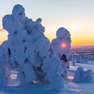 Sonnenuntergang hinter zugeschneiten Bäumen Sonnenuntergang hinter zugeschneiten Bäumen