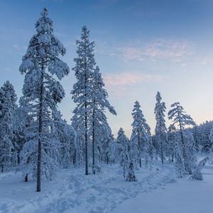 Winterwanderweg durch die Wälder in Levi