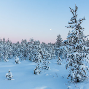 Auf einsamen Loipen rund um Levi Auf einsamen Loipen rund um Levi