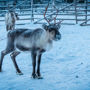 Rentiere auf der Rentierfarm