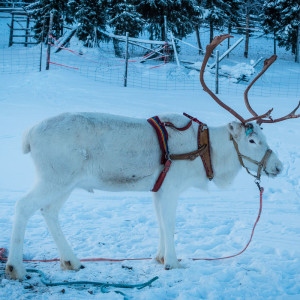 Eines der Rentiere für die Schlittenfahrt