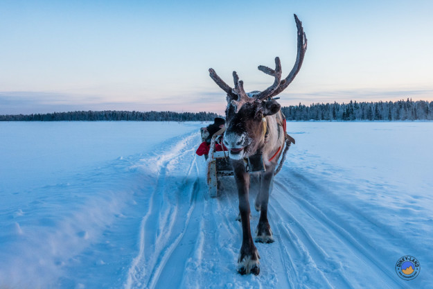 Rentierschlittenfahrt auf dem zugefrorenen See