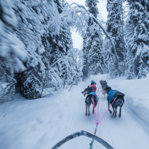Im Höllentempo durch den verschneiten Wald Im Höllentempo durch den verschneiten Wald