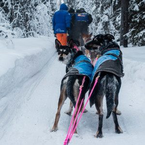 Immer wieder drehen sich die Hunde nach uns um Immer wieder drehen sich die Hunde nach uns um