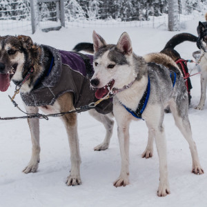 Zwei Schlittenhunde nach getaner Arbeit Zwei Schlittenhunde nach getaner Arbeit