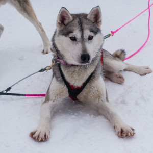 Junger Husky nach der Rundfahrt Junger Husky nach der Rundfahrt