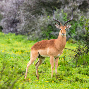 Impala-Männchen Impala-Männchen
