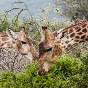 Giraffen beim fressen Giraffen beim fressen
