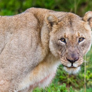 Eine der beiden Löwendamen Eine der beiden Löwendamen
