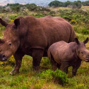 Breitmaulnashorn-Familie Breitmaulnashorn-Familie