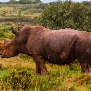 Papa-Nashorn Papa-Nashorn