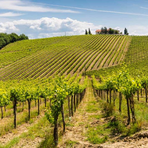 Weinstöcke bei San Gimignano Weinstöcke bei San Gimignano