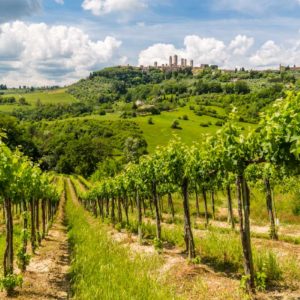 Weinstöcke vor der Skyline Weinstöcke vor der Skyline