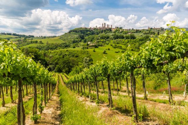 Weinstöcke vor der Skyline