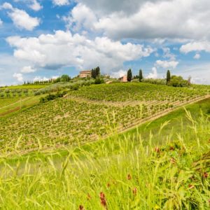 Sanfte Hügel bei San Gimignano Sanfte Hügel bei San Gimignano