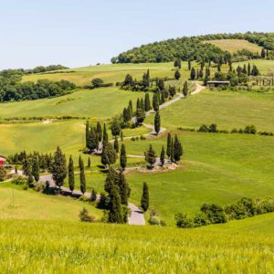 Zypressenstraße in Monticchiello vom Boden Zypressenstraße in Monticchiello vom Boden