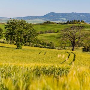 Abendstimmung im Val D’Orcia Abendstimmung im Val D'Orcia