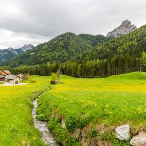 Blumenwiese in der Nähe von Toblach