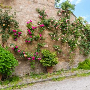 Rosenwand in Bagnoregio Rosenwand in Bagnoregio