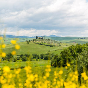 kein Mohn aber immerhin gelbe Büsche