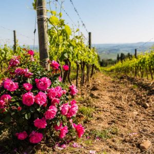 Weinstock bei Montalcino