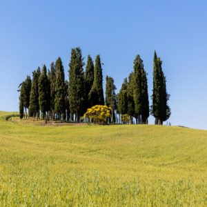 Die einsame Zypressengruppe