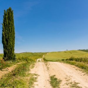 schöner Weg durch die Felder