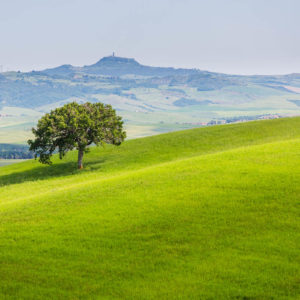 Einsamer Baum im Val D'Orcia
