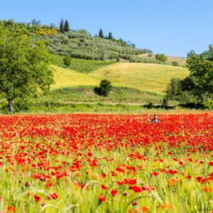 Mohnblumen auf dem Weg in die Crete Senesi Mohnblumen auf dem Weg in die Crete Senesi