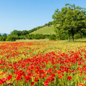 Mohnblumenfeld Mohnblumenfeld