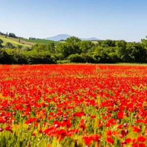 Mohnblumenfeld auf dem Weg in die Crete Senesi Mohnblumenfeld auf dem Weg in die Crete Senesi