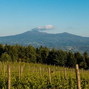 Blick über die Weinberge