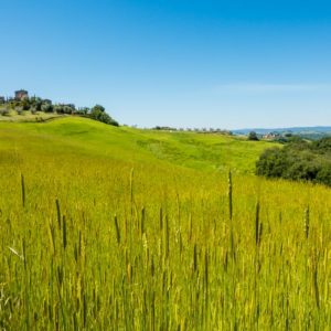 In der Crete Senesi In der Crete Senesi