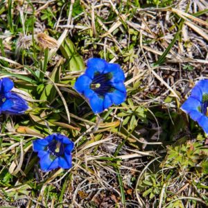 Blau blüht der Enzian! Blau blüht der Enzian!